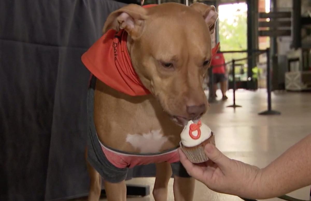 oriolesdogimage2.png